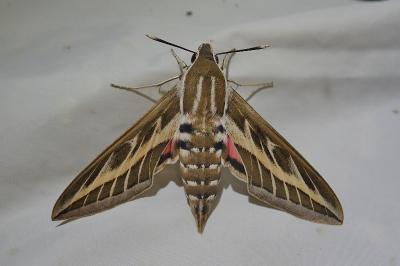 Hyles livornica