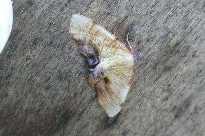 Plagodis dolabraria