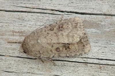 Caradrina morpheus