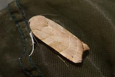 Noctua fimbriata