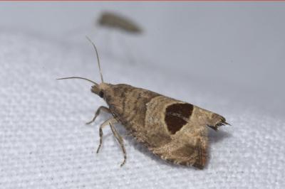 Notocelia uddmanniana