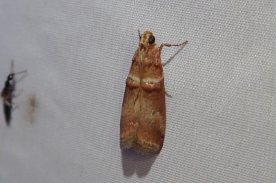 Acrobasis tumidana