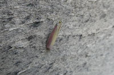 Oncocera semirubella