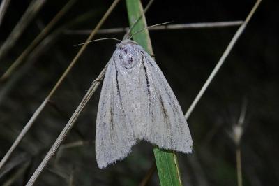 Acronicta albovenosa