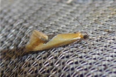 Batia lambdella