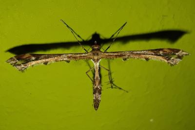 Amblyptilia acanthadactyla