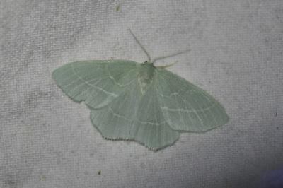 Hemistola chrysoprasaria