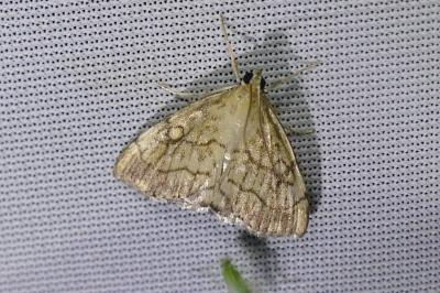 Evergestis pallidata