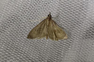 Mecyna asinalis