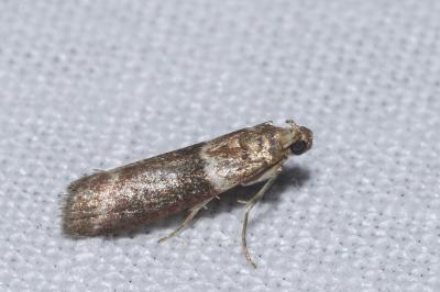 Cryptoblabes bistriga