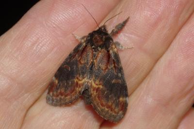Notodonta dromedarius