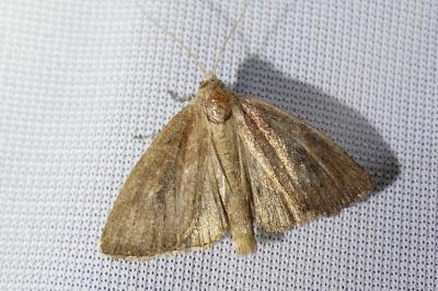 Coenobia rufa