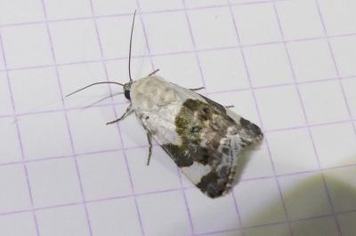 Acontia lucida