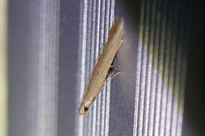 Batrachedra parvulipunctella