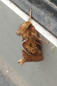 Triodia sylvina