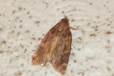 Aglossa caprealis