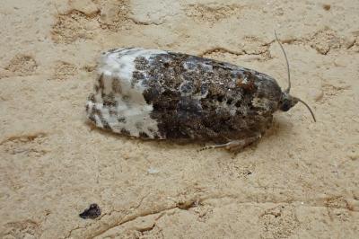 Apotomis betuletana