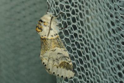 Furcula furcula
