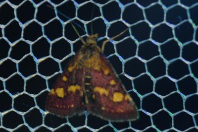 Pyrausta purpuralis