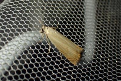 Chrysoteuchia culmella