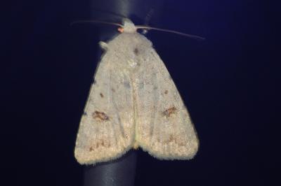 Caradrina kadenii