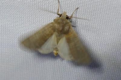 Hoplodrina ambigua