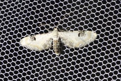 Eupithecia centaureata
