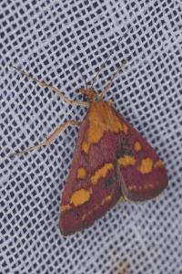 Pyrausta purpuralis