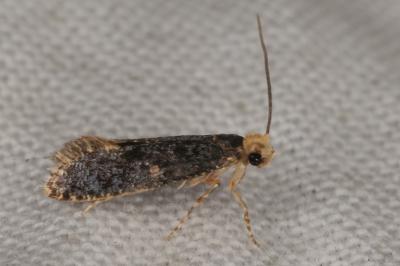 Monopis laevigella