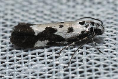 Ethmia quadrillella