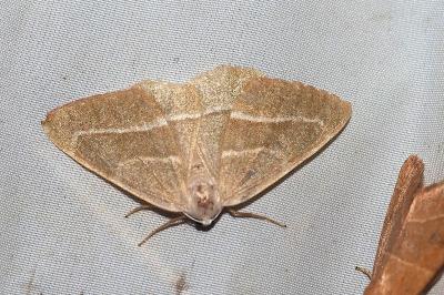Hylaea fasciaria