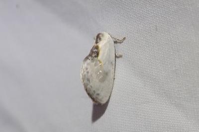 Cilix glaucata