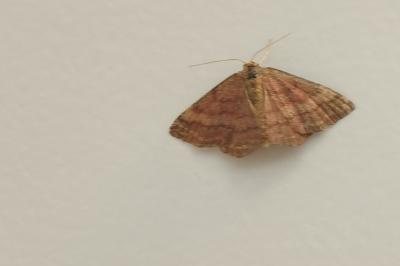 Scopula rubiginata