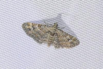 Gymnoscelis rufifasciata