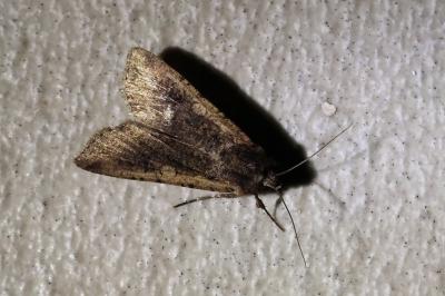 Peridroma saucia