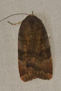 Noctua