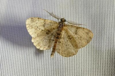 Peribatodes rhomboidaria