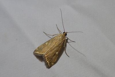 Loxostege sticticalis