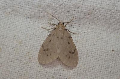 Paidia rica
