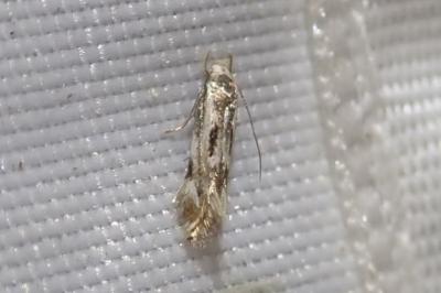 Elachista utonella