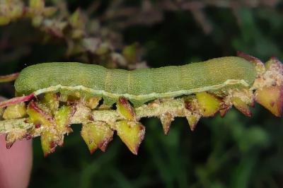Anarta trifolii