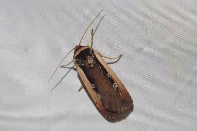 Ochropleura leucogaster