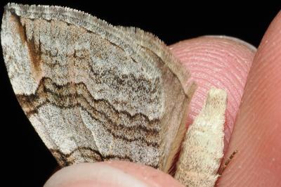 Aplocera plagiata