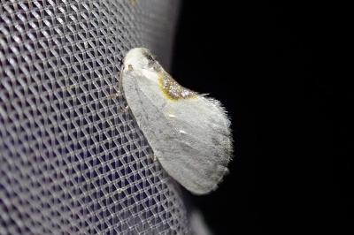 Cilix hispanica