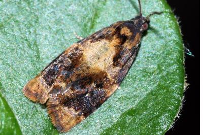 <i>Ditula angustiorana</i>