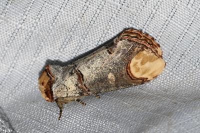 <i>Phalera bucephala</i>