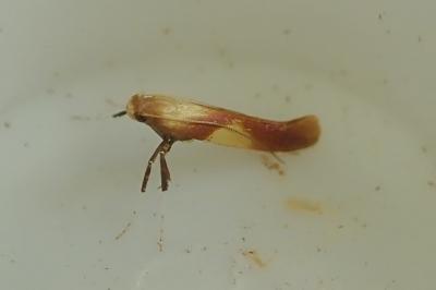<i>Caloptilia robustella</i>