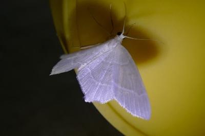 <i>Jodis lactearia</i>