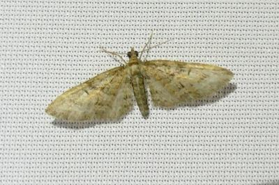 <i>Eupithecia abbreviata</i>