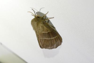 <i>Macrothylacia rubi</i>